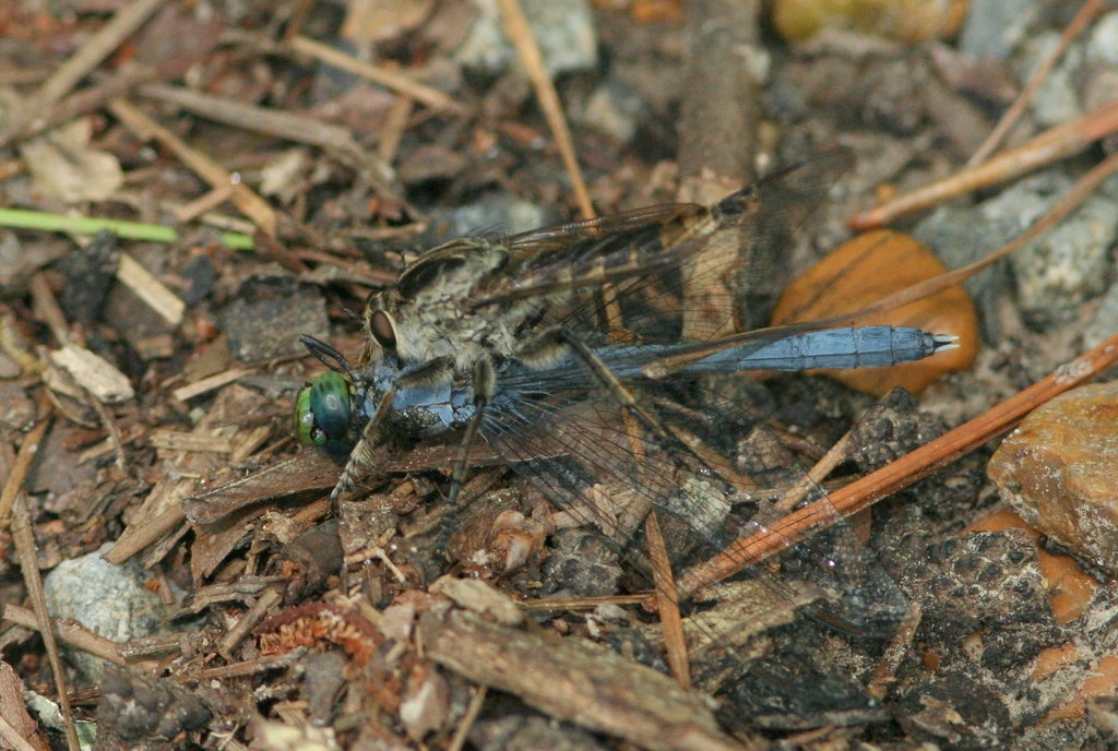 a robber-fly (Triorla interrupta) eating a male Eastern pondhawk dragonfly